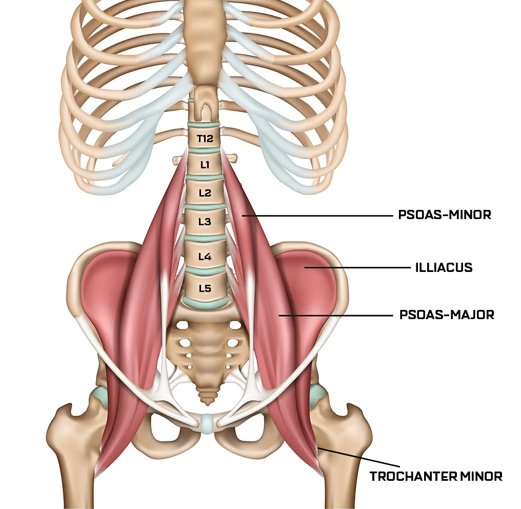 Sådan påvirker psoas-musklen din skoliosekurve.